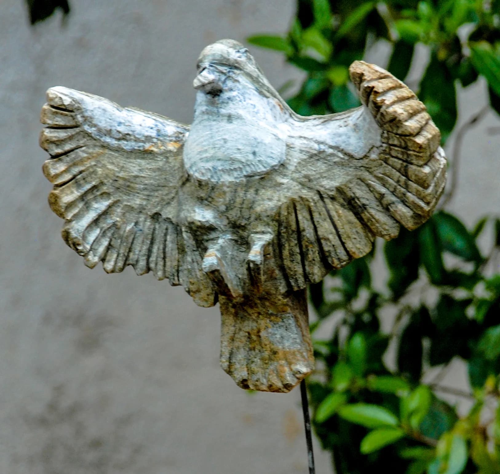 Merlo acquaiolo